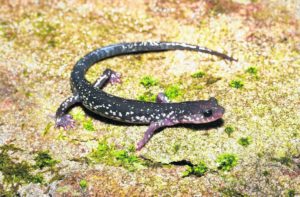 photo of Cowknob Salamander